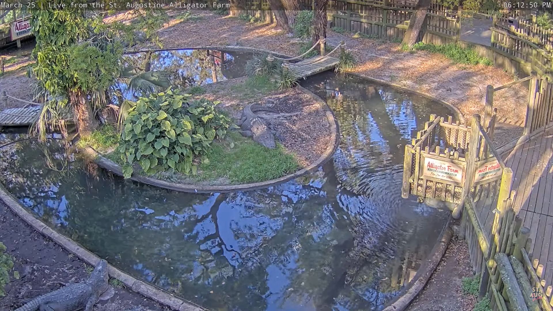 Alligator Farm St Augustine Webcam | Live Video | Florida