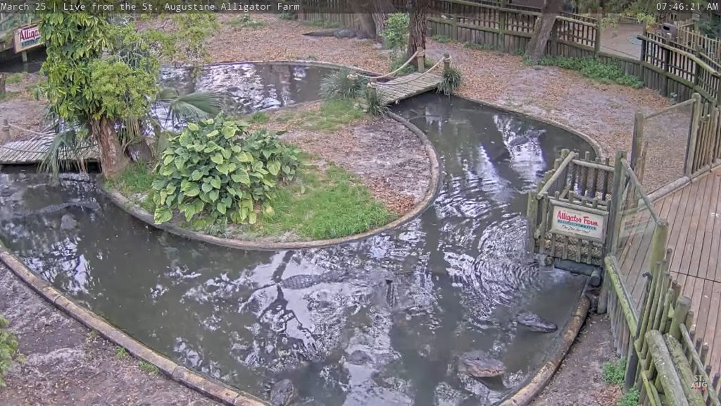 Alligator Farm St Augustine Webcam | Live Video | Florida