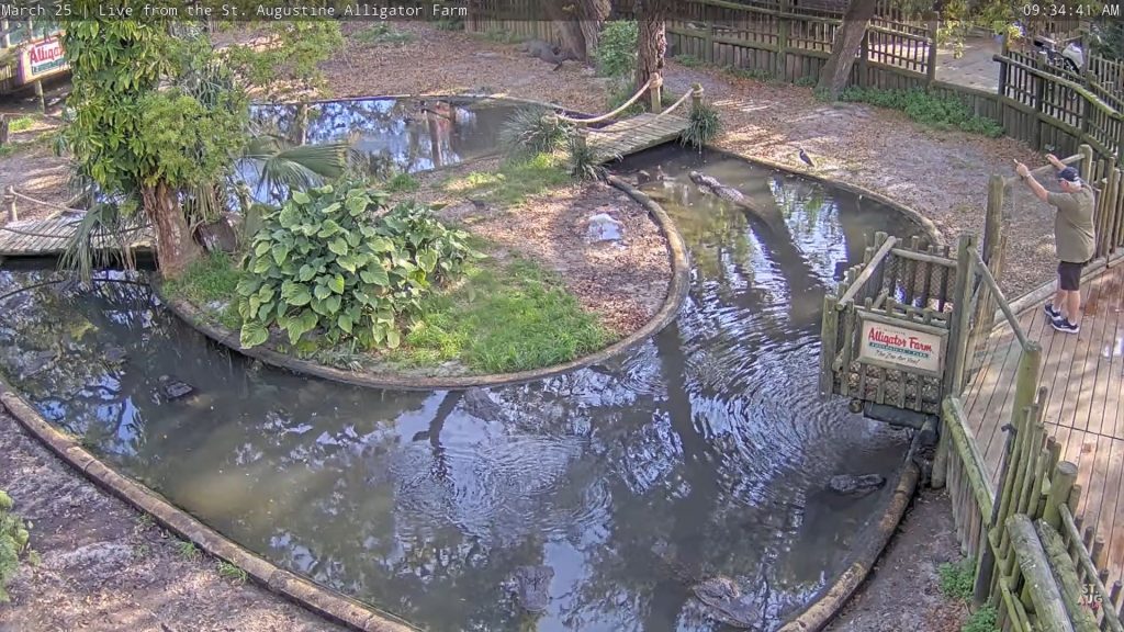 Alligator Farm St Augustine Webcam | Live Video | Florida