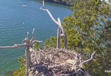Audubon’s Project Puffin Live Cam - Rockland, Maine - Video