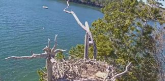 Audubon’s Project Puffin Live Cam - Rockland, Maine - Video