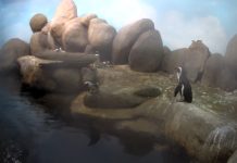California Academy Of Sciences Penguin Cam