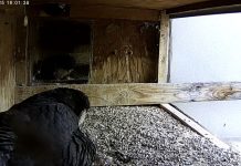 Manchester, New Hampshire Webcam At Peregrine Falcon Feed