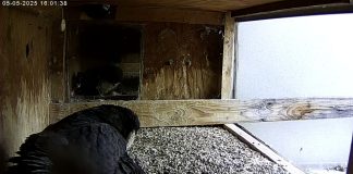 Manchester, New Hampshire Webcam At Peregrine Falcon Feed