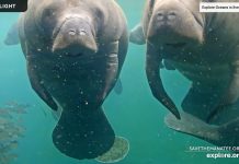 Homosassa Springs Underwater Manatees Live Cam New In Florida