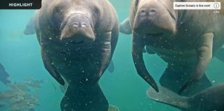 Homosassa Springs Underwater Manatees Live Cam New In Florida