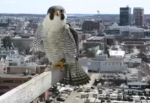 Manchester, New Hampshire Webcam At Peregrine Falcon Feed