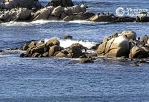 Monterey Bay Live Cam - California | Hd Video