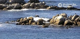 Monterey Bay Live Cam - California | Hd Video