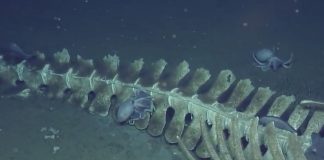Nautilus Live Ocean Cam