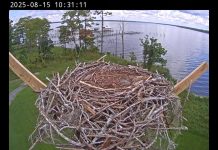 Orange Beach Live Osprey Live Cam - Alabama | Hd Video