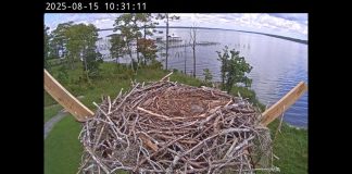 Orange Beach Live Osprey Live Cam - Alabama | Hd Video