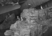 New England Aquarium Live Penguin Cam