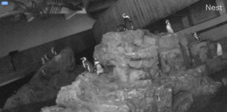 New England Aquarium Live Penguin Cam