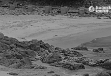 Monterey Bay Aquarium Live Cams