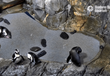 African Penguins Cam By Monterey Bay Aquarium New