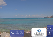 Waikiki Beach Live Webcam In Hawaii