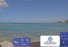 Waikiki Beach New Live Webcam In Hawaii