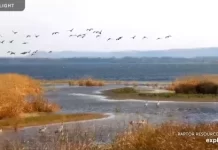 Mississippi River Flyway Live Cam New