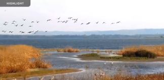 Mississippi River Flyway Live Cam