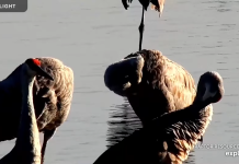 Mississippi River Trumpeter Swan Live Cam
