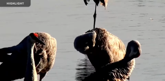Mississippi River Trumpeter Swan Live Cam