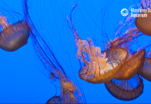 Monterey Bay Cam - California - Live Hd Video