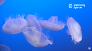 Jelly Cam By Monterey Bay Aquarium New In California