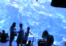 Tropical Reef Live Cam San Francisco Golden Gate Park
