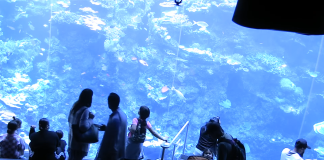 Tropical Reef Live Cam San Francisco Golden Gate Park