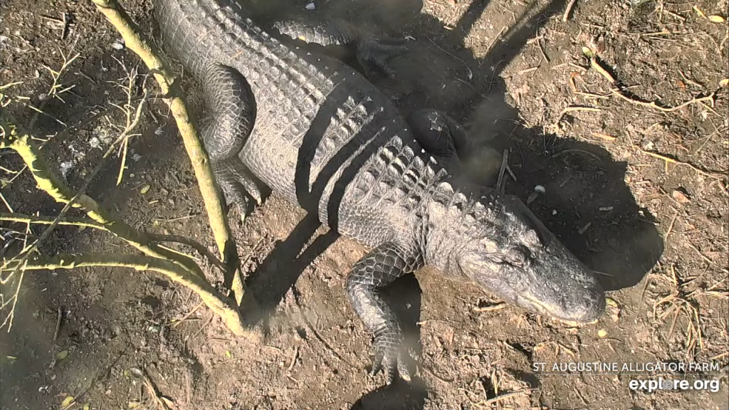 Alligator Farm St Augustine Webcam | Live Video | Florida