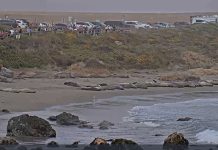 Seal Beach Live Webcam New In California