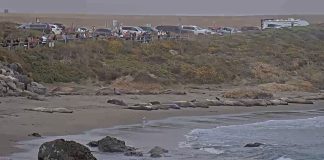 Seal Beach Live Webcam New In California