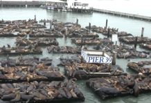 Pier 39 Sea Lions Cam New In California