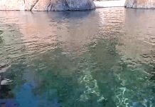 San Diego Zoo Penguin Beach Webcam