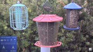 Bird Feeder Live Cam New In Florida