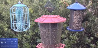Bird Feeder Live Cam New In Florida