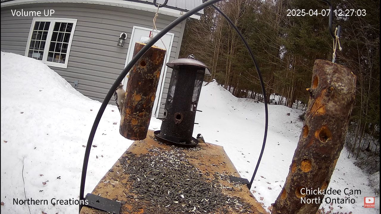Bird Feeder Live Webcam in Ontario, Canada