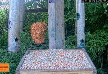 Ohio Bird Feeder Live Stream Cam
