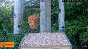 Ohio Bird Feeder Live Stream Cam