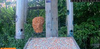 Ohio Bird Feeder Live Stream Cam