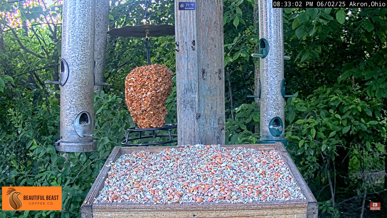 Live Webcam Cuyahoga Valley National Park – Bird Feeder