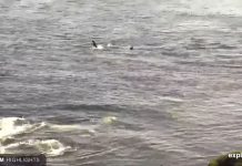 Orca Whale Live Cam | Hanson Island, Bc, Canada