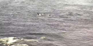 Orca Whale Live Cam | Hanson Island, Bc, Canada