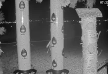 Canada Bird Feeder Cam Live Stream New In Canada