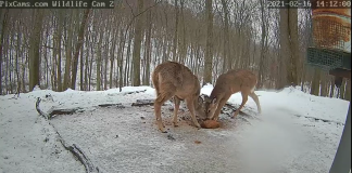 Deer & Wildlife Live Stream Cam New In Pennsylvania