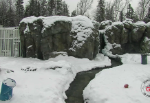 Polar Bear Alaska Zoo Live Cam | New