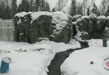 Polar Bear Alaska Zoo Live Stream Cam New