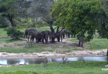 Tembe Elephant Park Webcam - Live Hd Video