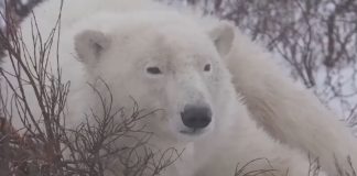 Wapusk National Park Cam | Live Video | Manitoba, Canada
